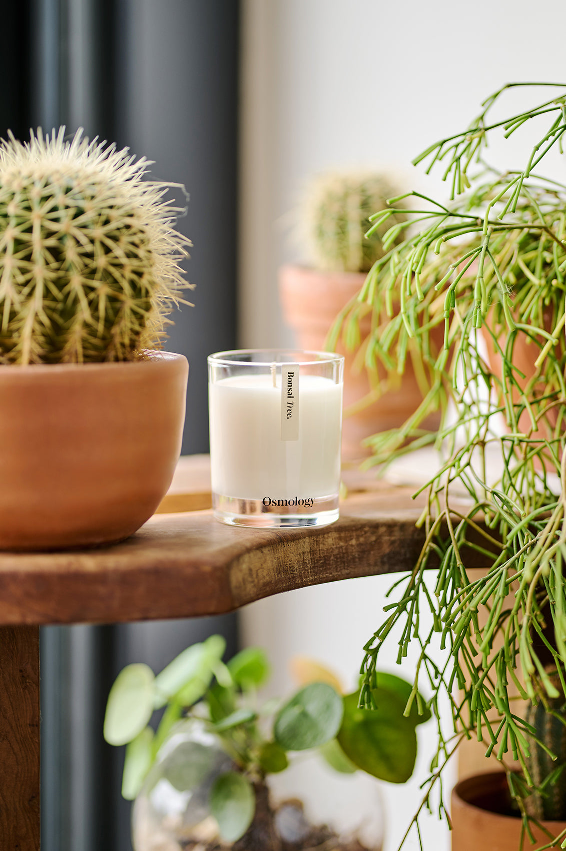 Bonsai Tree Scented Candle