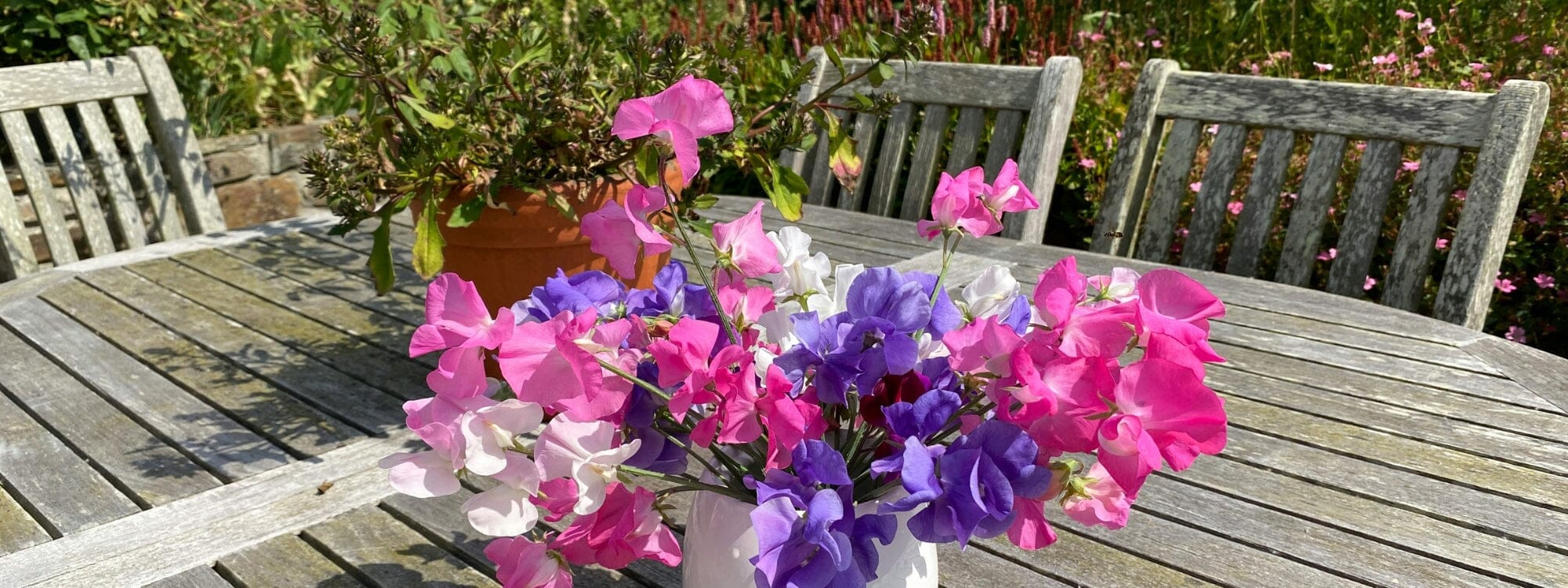 National Gardening Week: Easy growing flowers for wellbeing