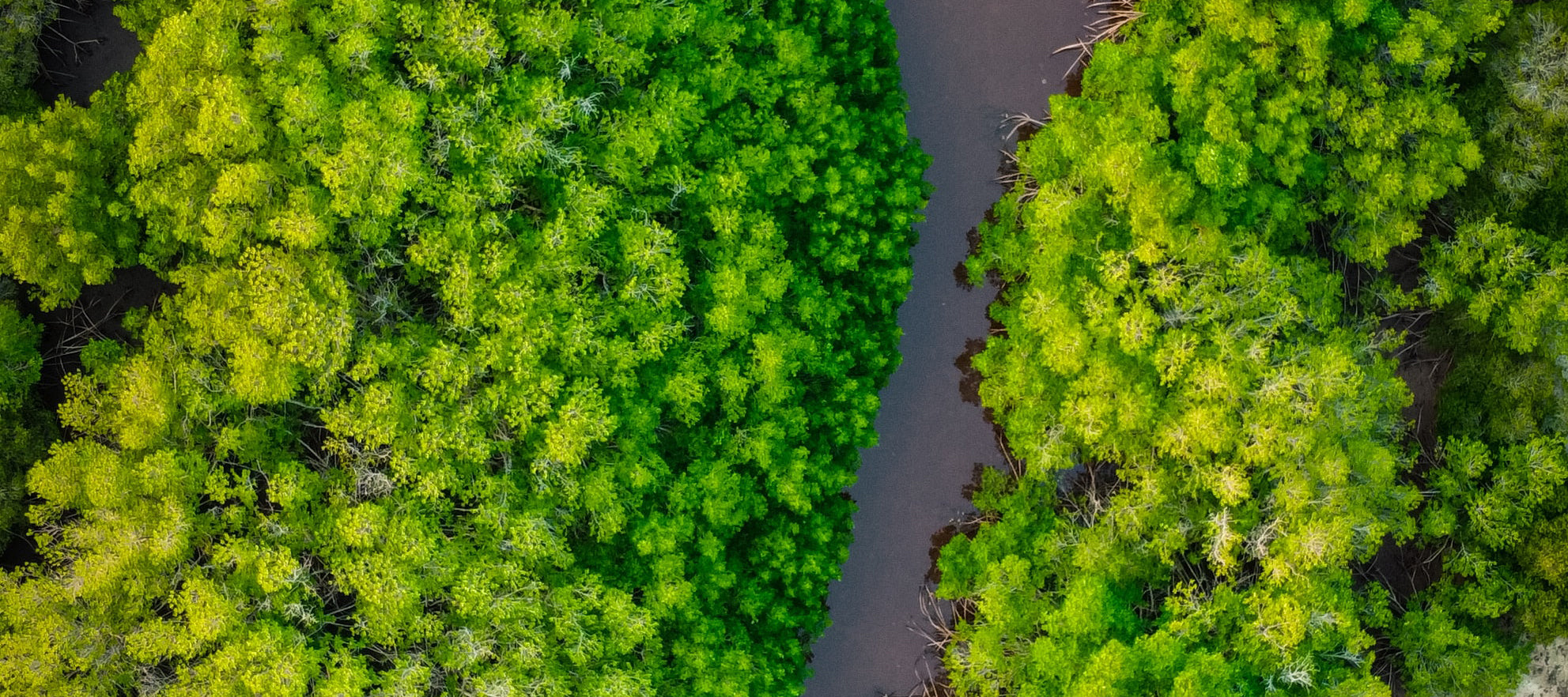 What is Green Friday at Osmology?