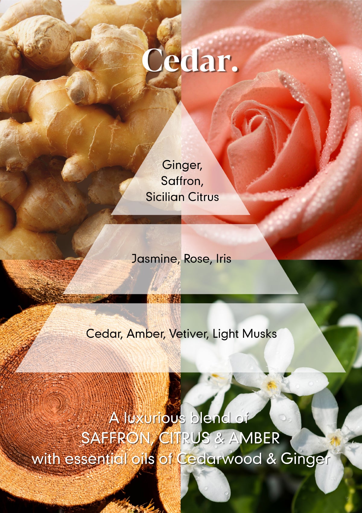 Cedar Perfume Oil