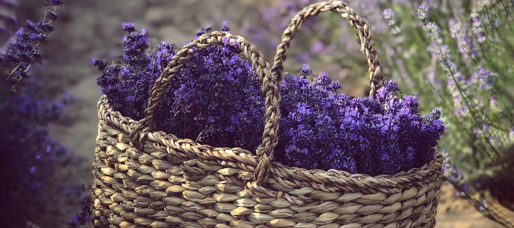 aery living imagery